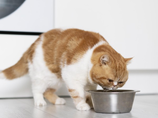 A cat drinking from a bowl