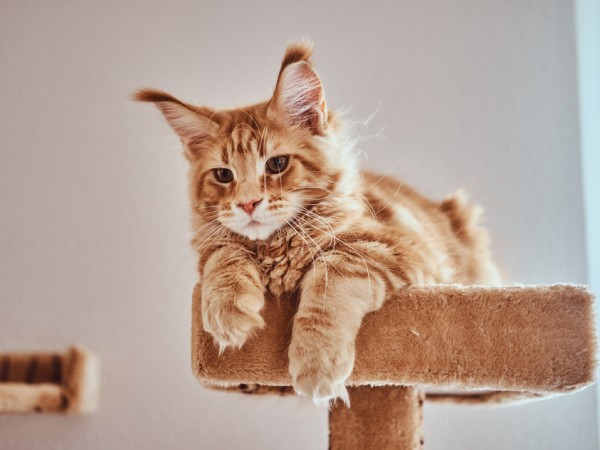 A cat lying on a cat tree