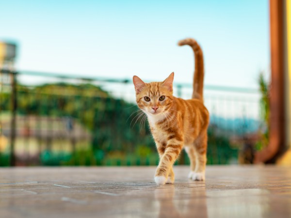 A cat walking on a tile surface