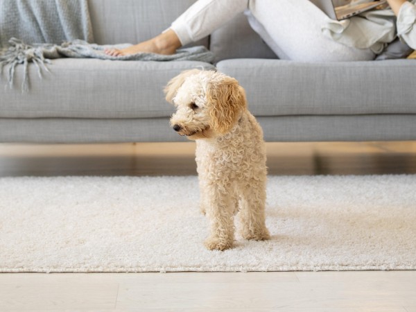 A dog standing on a rug