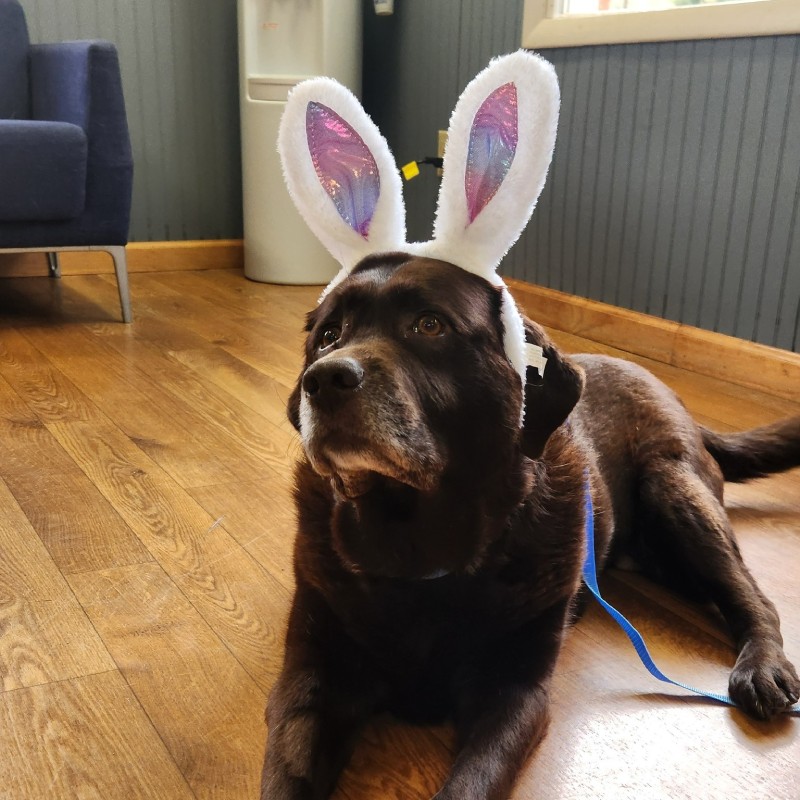 A dog wearing bunny ears