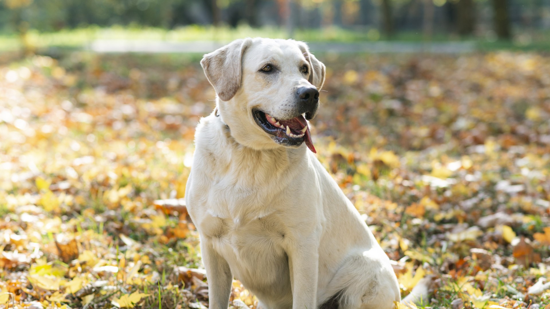 Pet Allergy And Dermatology In Asheville, NC 28805 East Asheville