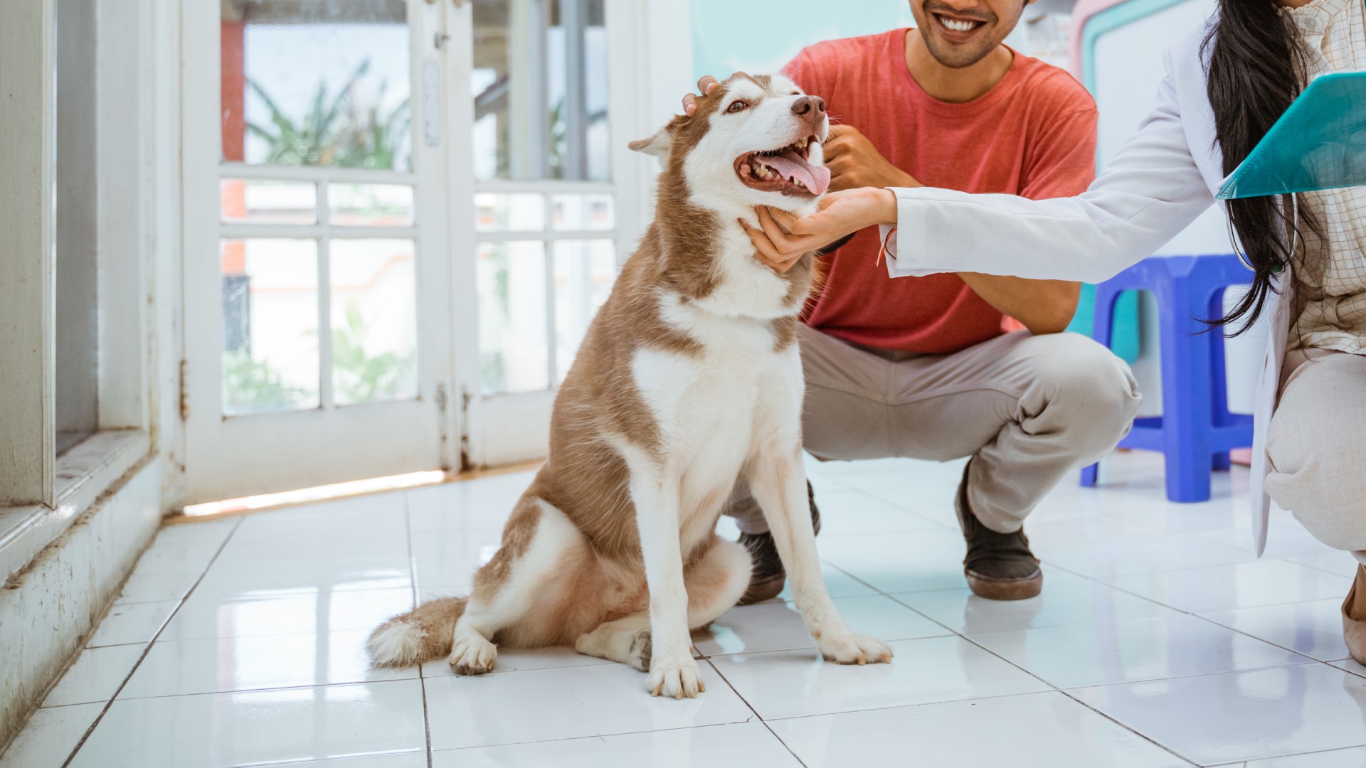 Veterinary careers east asheville family vet