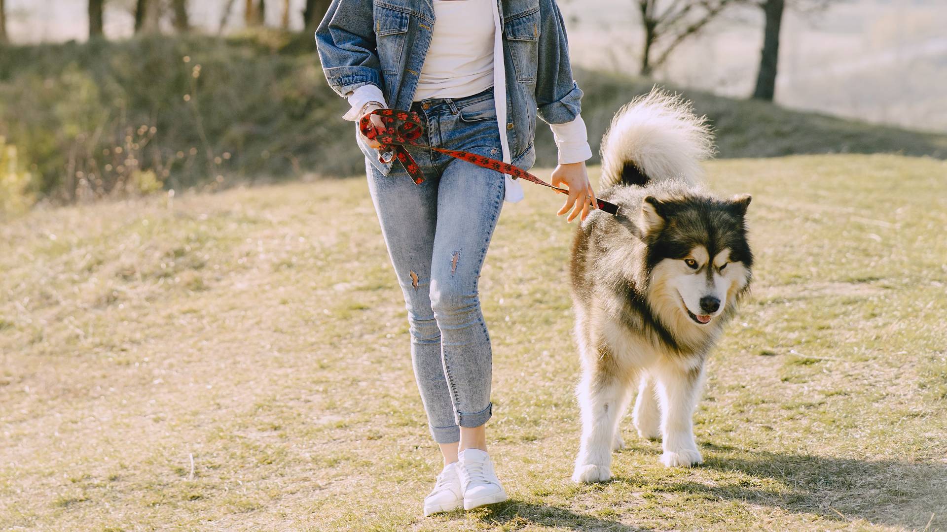 High quality anesthetic practices east asheville family vet