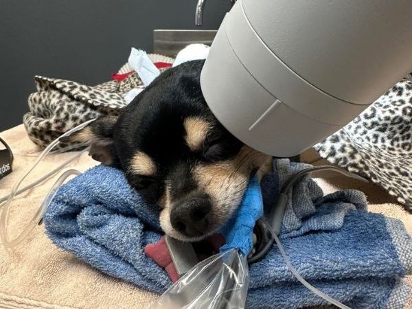 A dog with its tongue out