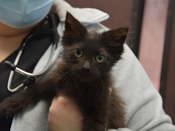 A woman holds a black kitten